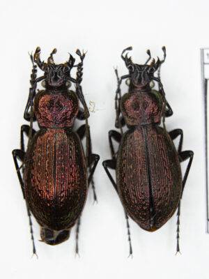 Carabus (Sphodristocarabus) armeniacus laevilineatus (Ganglbauer, 1887) # 15534