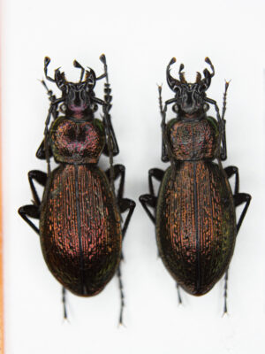 Carabus (Sphodristocarabus) armeniacus laevilineatus (Ganglbauer, 1887) # 15536