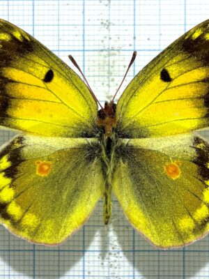 Colias erschoffi, A1-, Male, Kazakhstan. Rare! #2