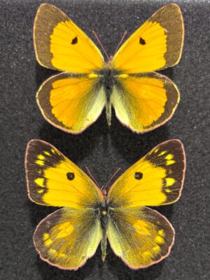 Colias fieldii chinensis, A-, Pair, China