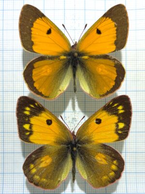 Colias fieldii chinensis, A-, Pair, China