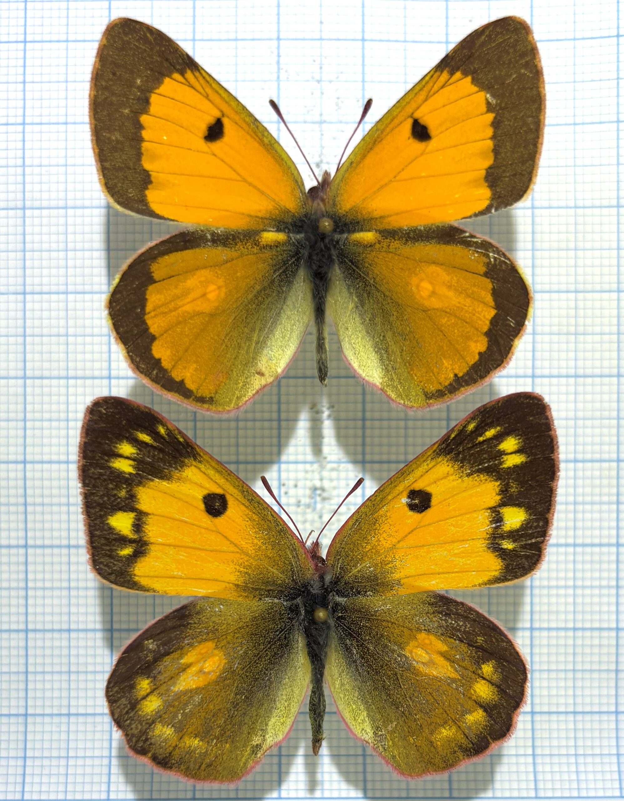 Colias fieldii chinensis, A-, Pair, China — изображение 2