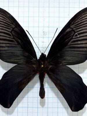 Atrophaneura dixoni, male, A1-, Indonesia