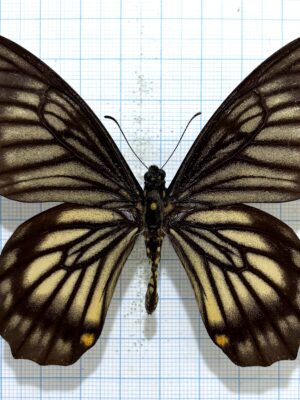 Chilasa veiovis, male, A1-, Indonesia