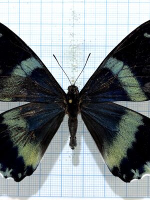 Papilio laglaizei, male, A2, PNG. RARE