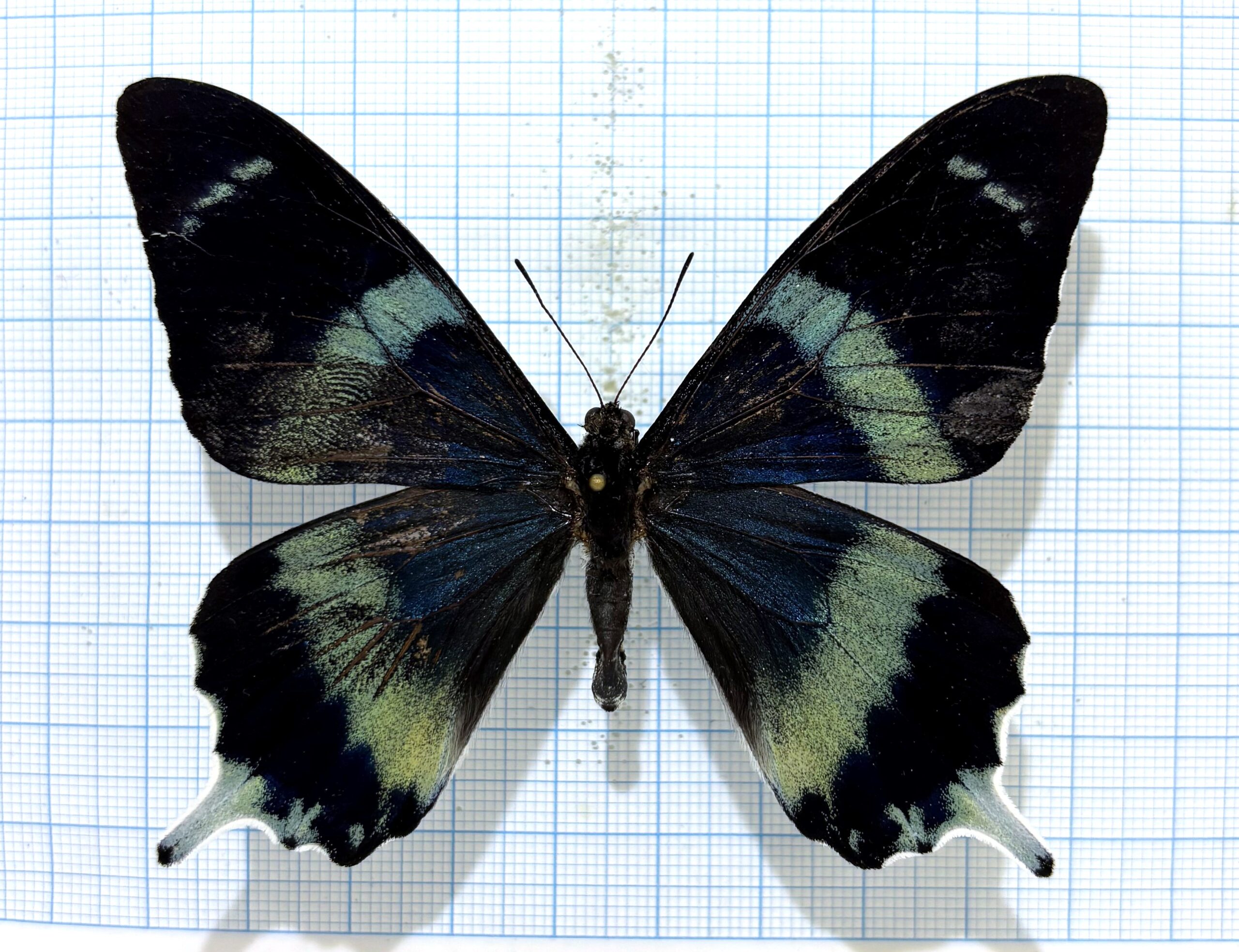 Papilio laglaizei, male, A2, PNG. RARE