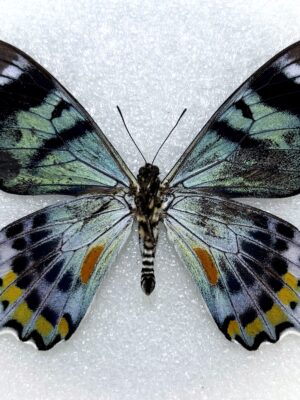 Papilio laglaizei, male, A2, PNG. RARE
