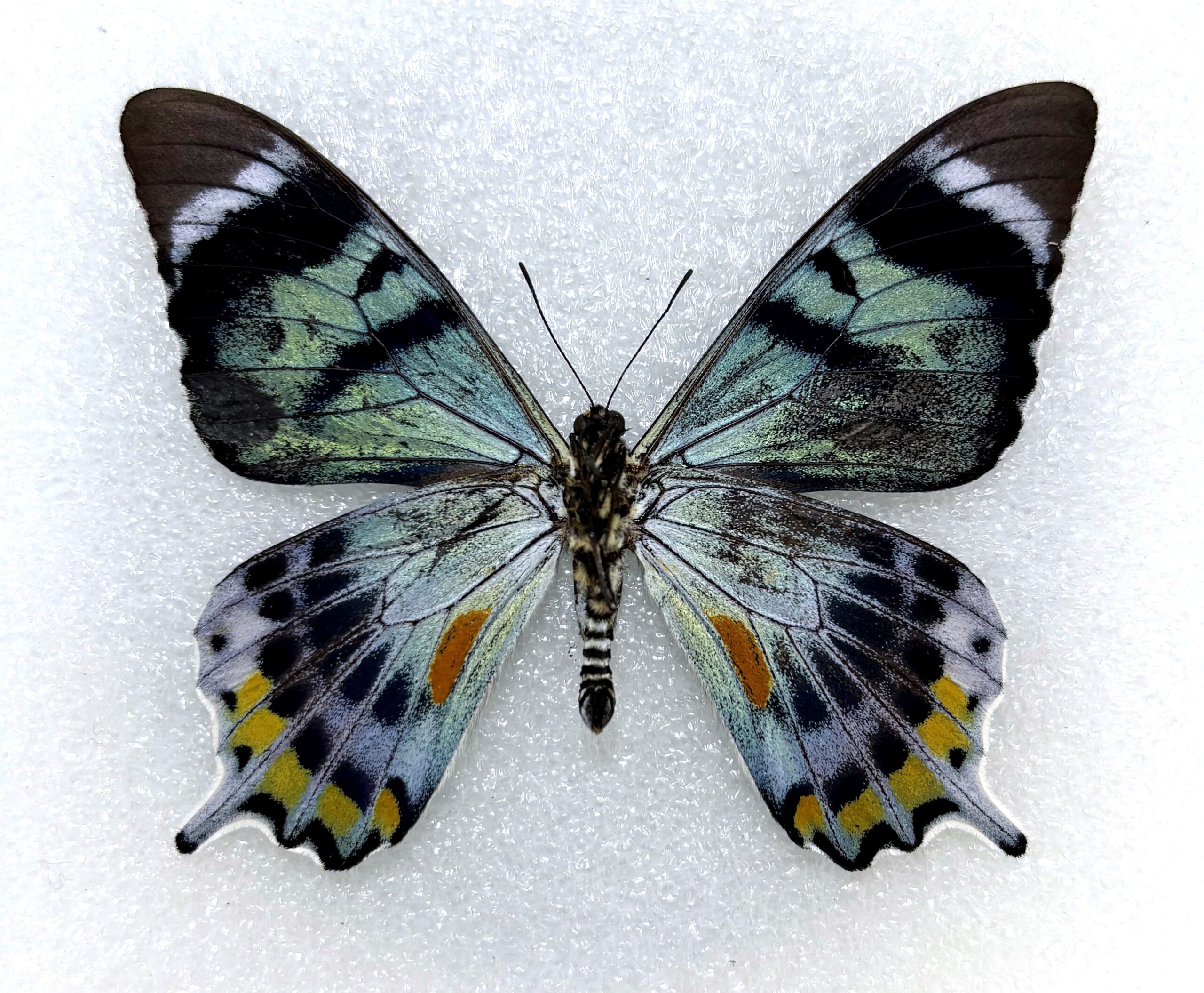 Papilio laglaizei, male, A2, PNG. RARE — изображение 2