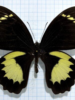 Papilio aegeus, male, good A2, PNG.