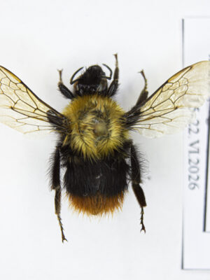 Bombus sp. # 15548