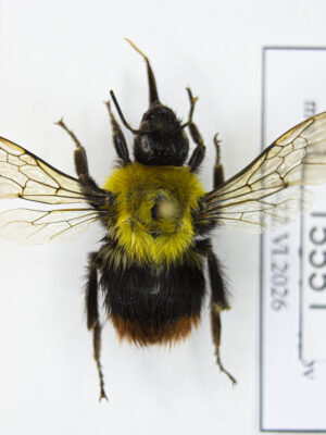 Bombus sp. # 15551
