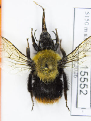 Bombus sp. # 15552