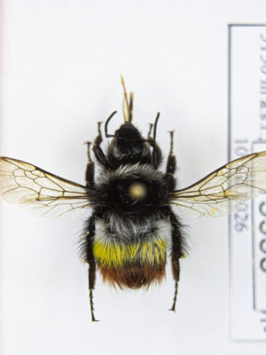 Bombus sp. # 15553