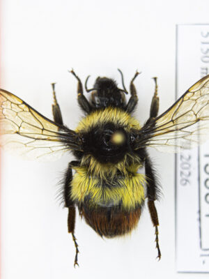 Bombus sp. # 15554