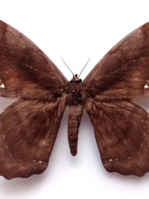 Saturniidae. Arsenura batesii, male, A-, Ecuador