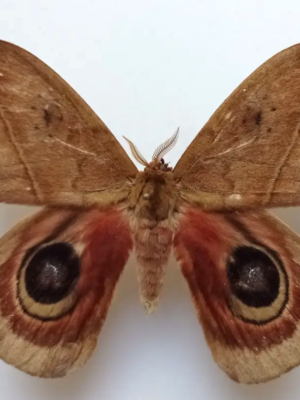 Saturniidae. Automeris  janus, male, A-, Ecuador