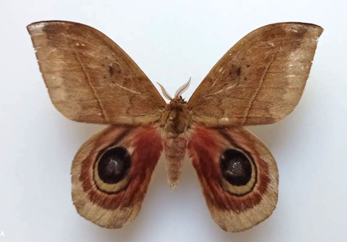 Saturniidae. Automeris janus, male, A-, Ecuador