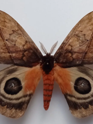 Saturniidae. Automeris larra, male, A-, Ecuador