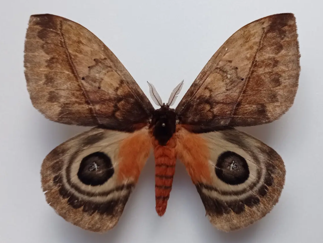 Saturniidae. Automeris larra, male, A-, Ecuador