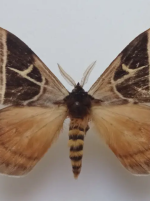 Saturniidae. Dirphia horca, male, A-, Ecuador