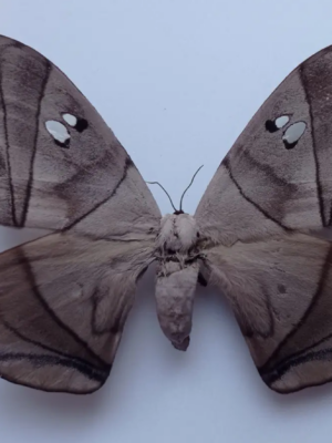 Saturniidae. Dysdaemonia boreas, pair, A1/-A-, Ecuador