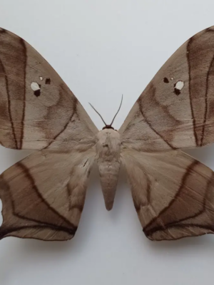 Saturniidae. Dysdaemonia boreas, pair, A1/-A-, Ecuador