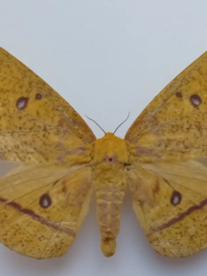 Eacles imperialis, female, A-, Ecuador