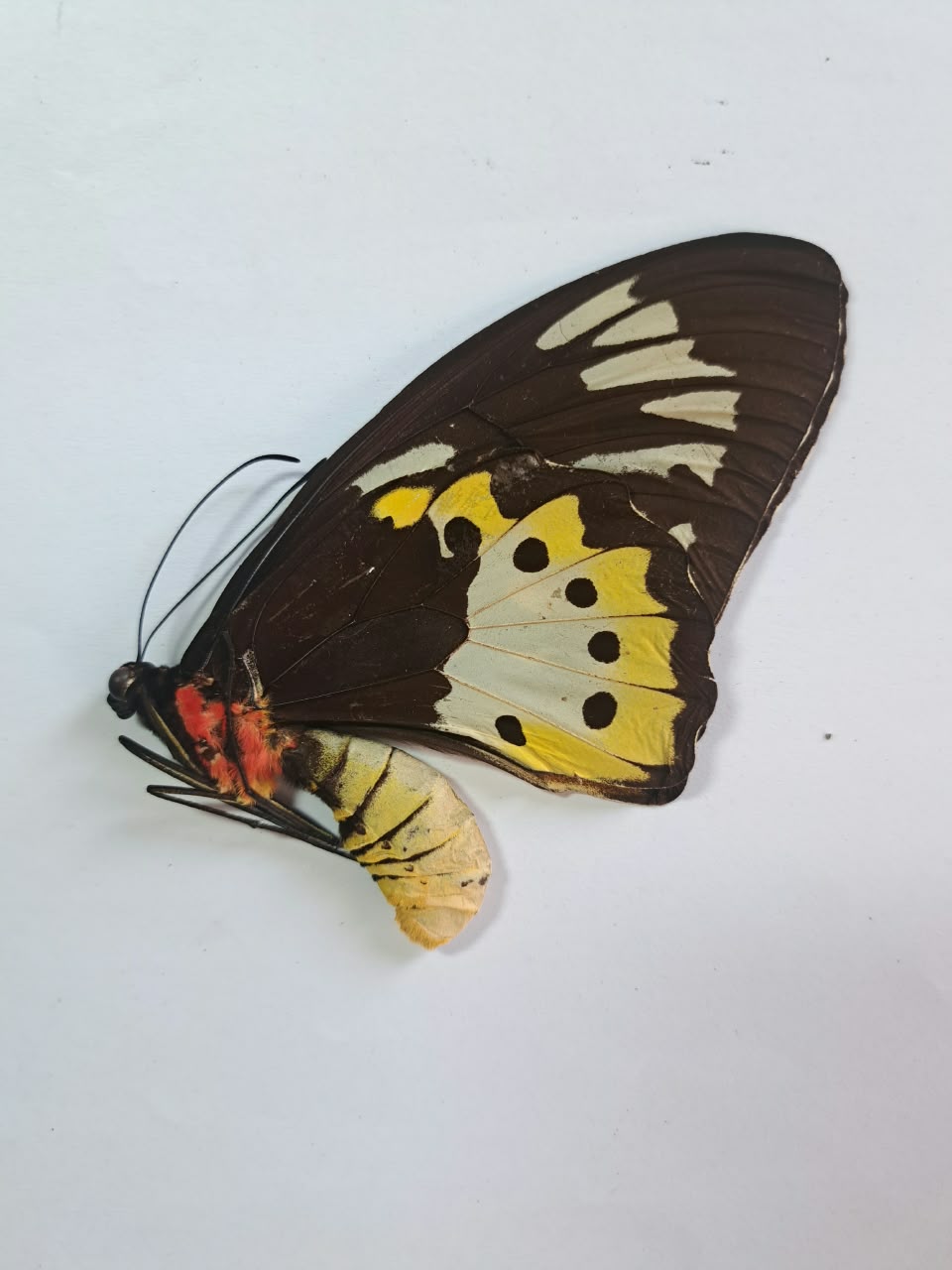 Ornithoptera Paradisea ssp — изображение 4