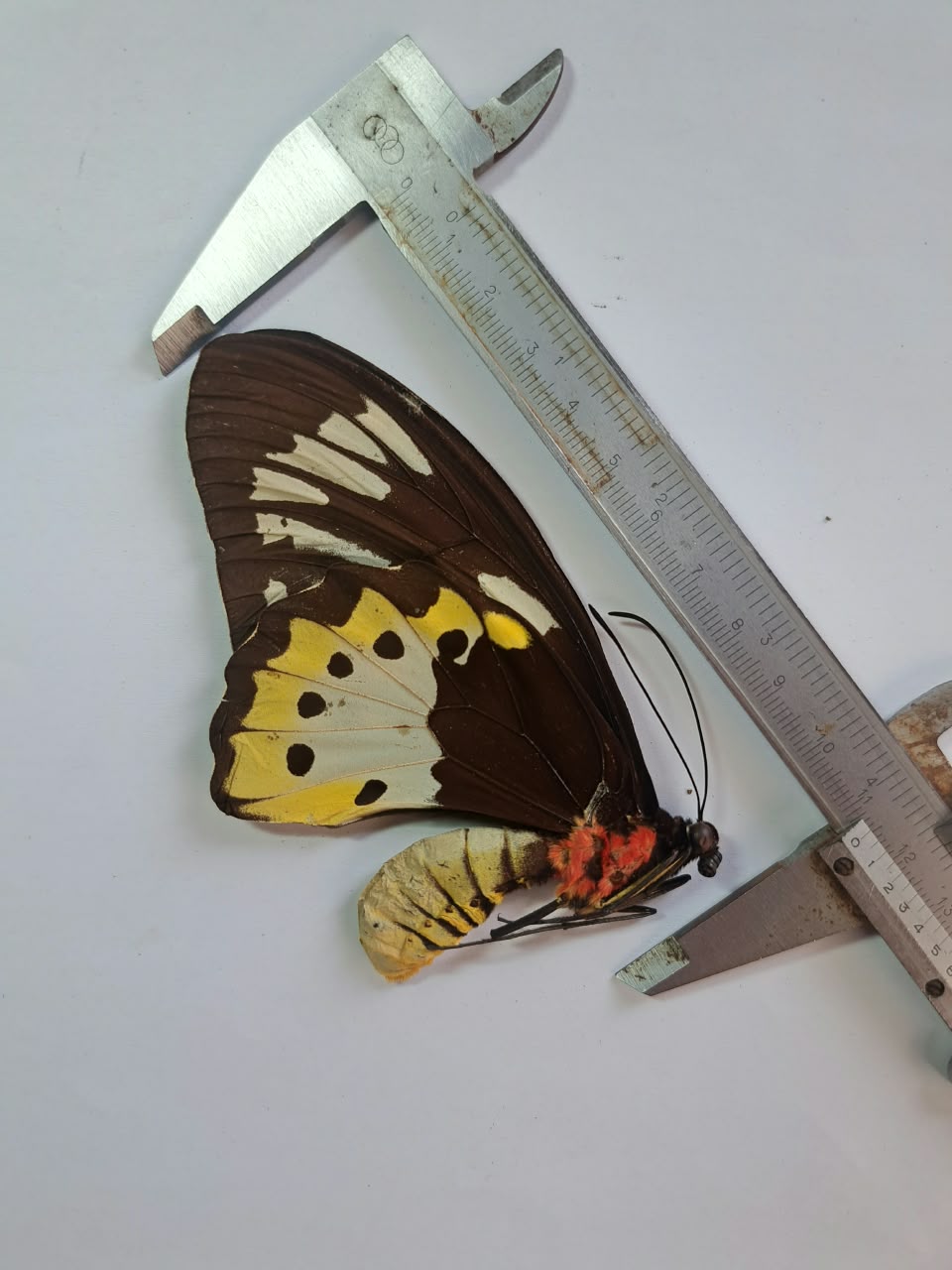Ornithoptera Paradisea ssp — изображение 3