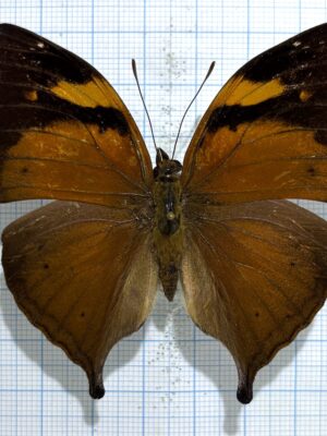 Doleschallia bisaltide, male, A1-, China