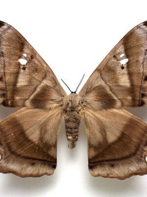 Saturniidae. Titaea tamerlan, Pair, A-, Ecuador