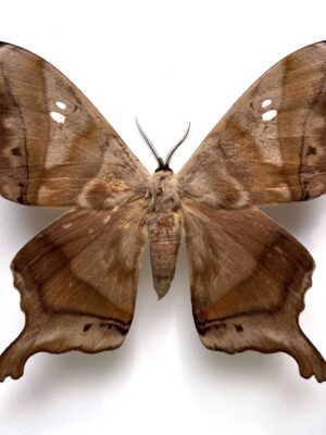 Saturniidae. Titaea tamerlan, Pair, A-, Ecuador