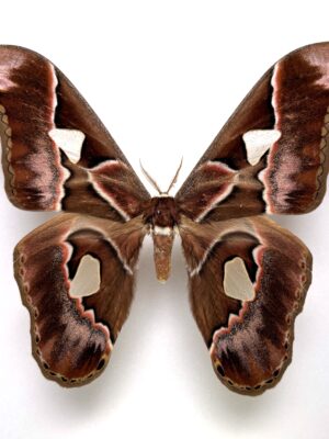 Saturniidae. Rothschildia sp, male, A1-, Ecuador