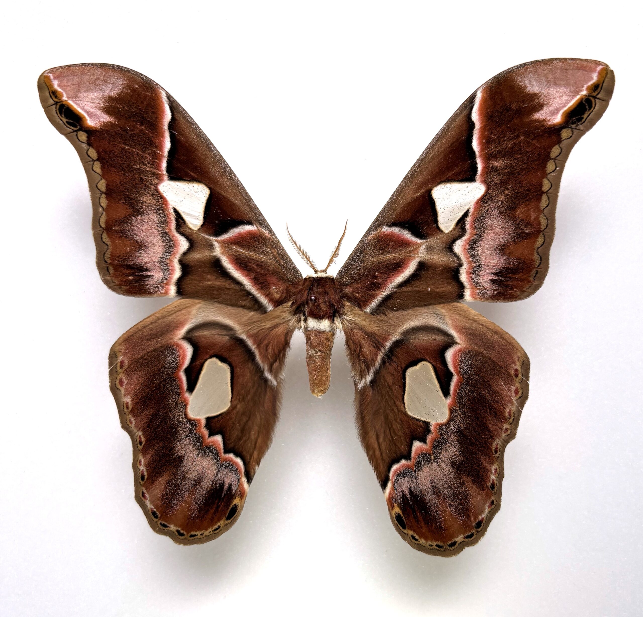 Saturniidae. Rothschildia sp, male, A1-, Ecuador