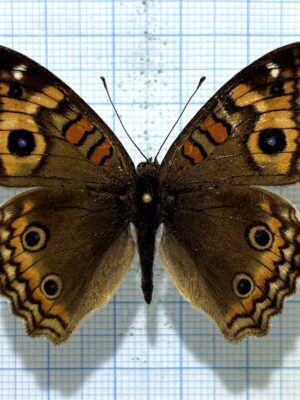 Junonia genoveva, male, A1-, Ecuador