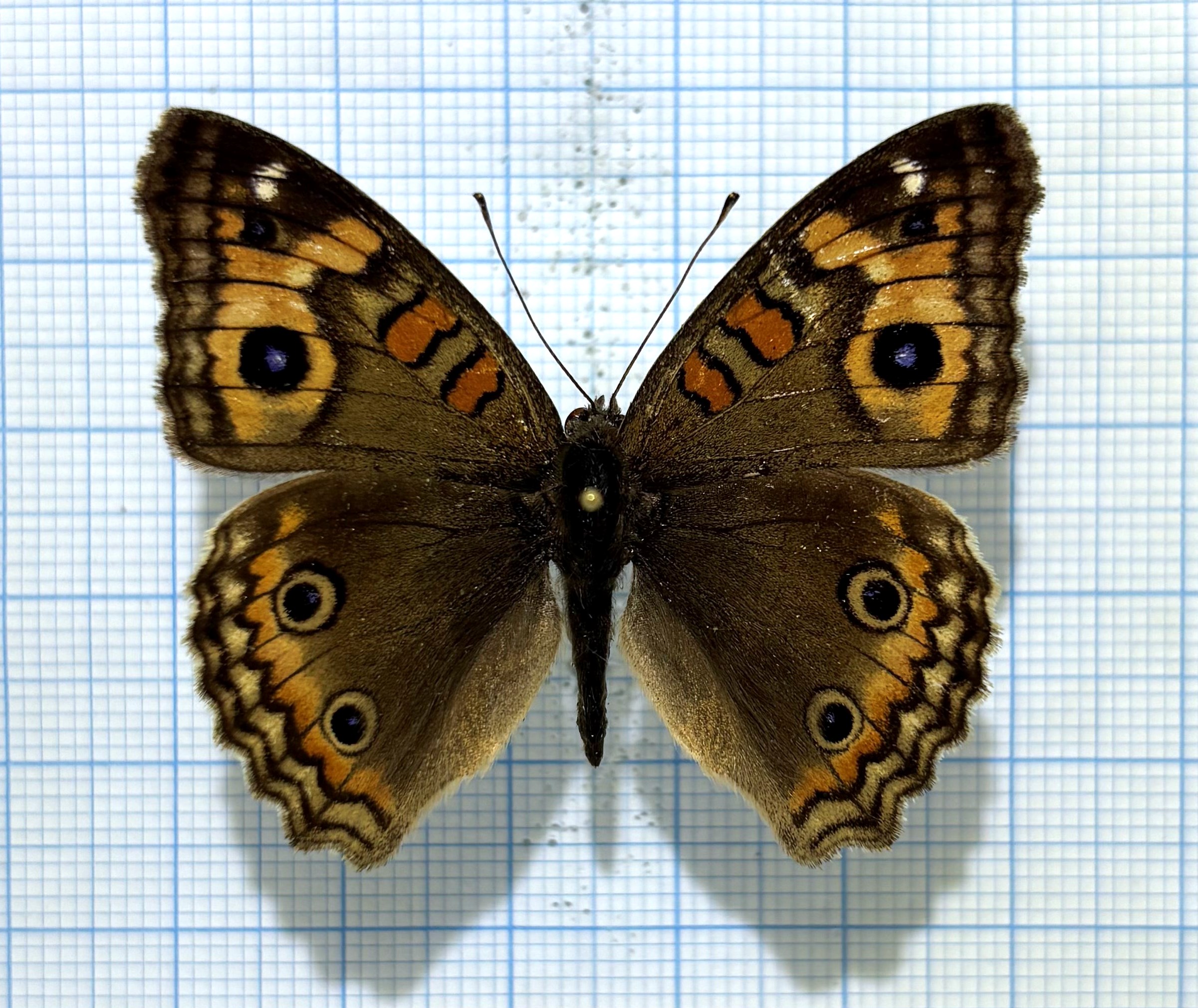 Junonia genoveva, male, A1-, Ecuador