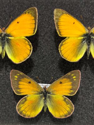 Colias lesbia dinora, 2M+F, A-/A1, Ecuador