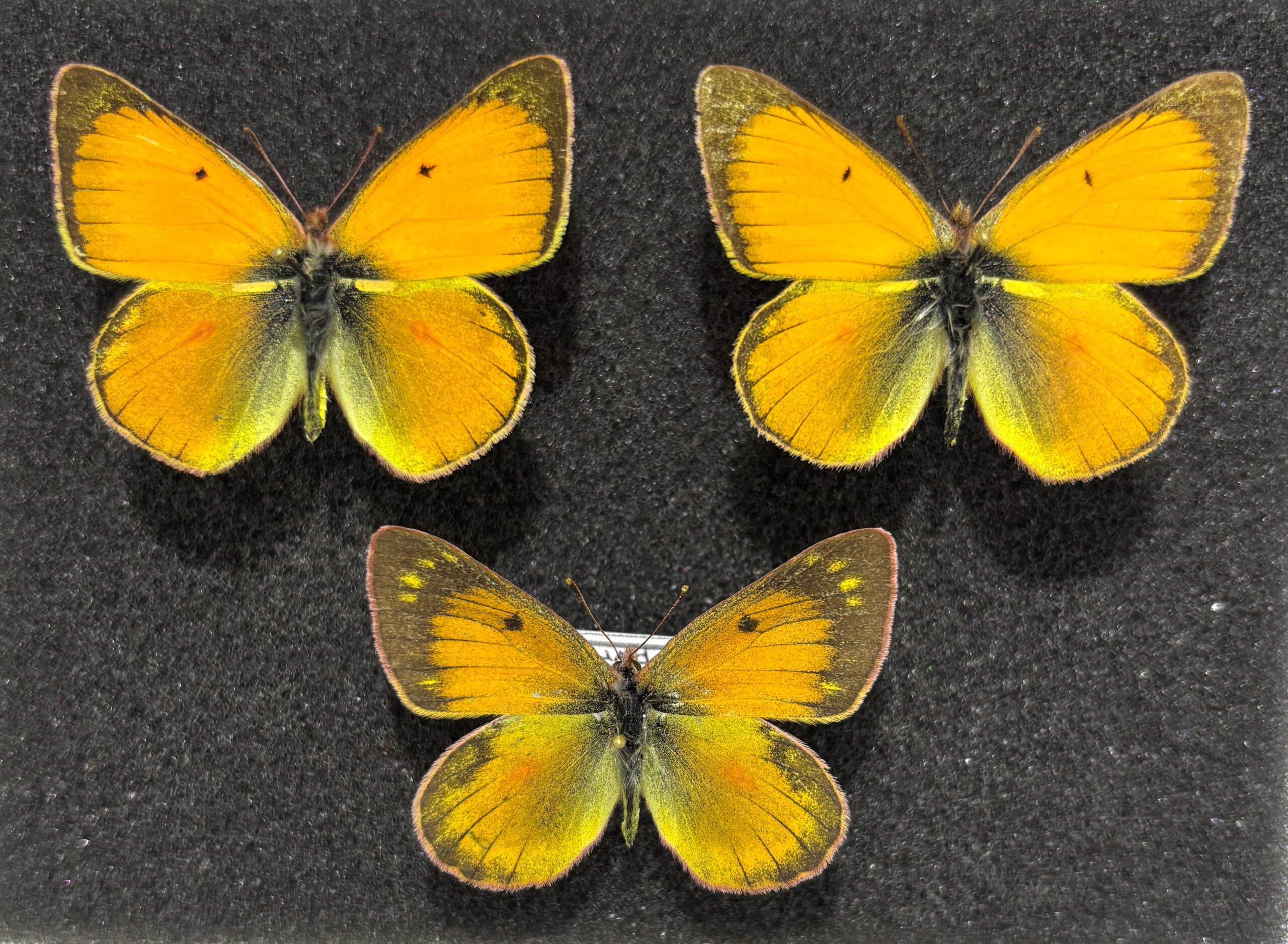 Colias lesbia dinora, 2M+F, A-/A1, Ecuador