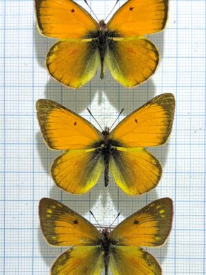 Colias lesbia dinora, 2M+F, A-/A1, Ecuador