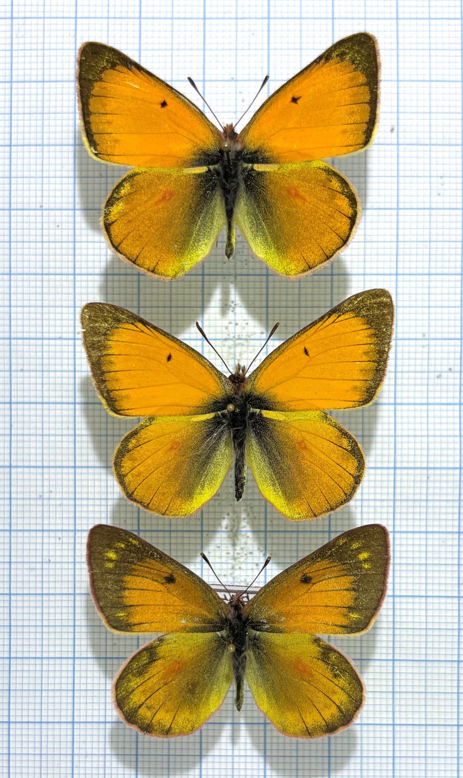 Colias lesbia dinora, 2M+F, A-/A1, Ecuador — изображение 2