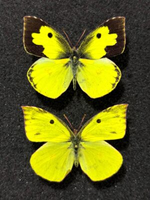 Zerene cesonia, pair, A1-, Ecuador