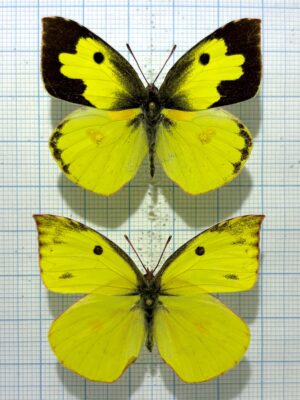 Zerene cesonia, pair, A1-, Ecuador