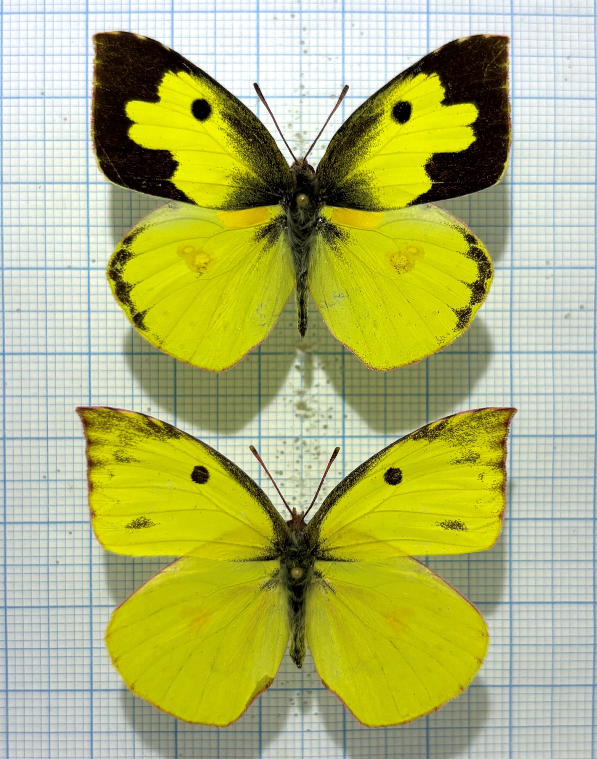 Zerene cesonia, pair, A1-, Ecuador — изображение 2