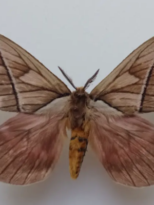 Saturniidae. Pseudodirphia sp., male, A-, Ecuador