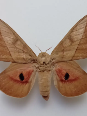 Saturniidae. Syssphinx molina, female, A1-, Ecuador