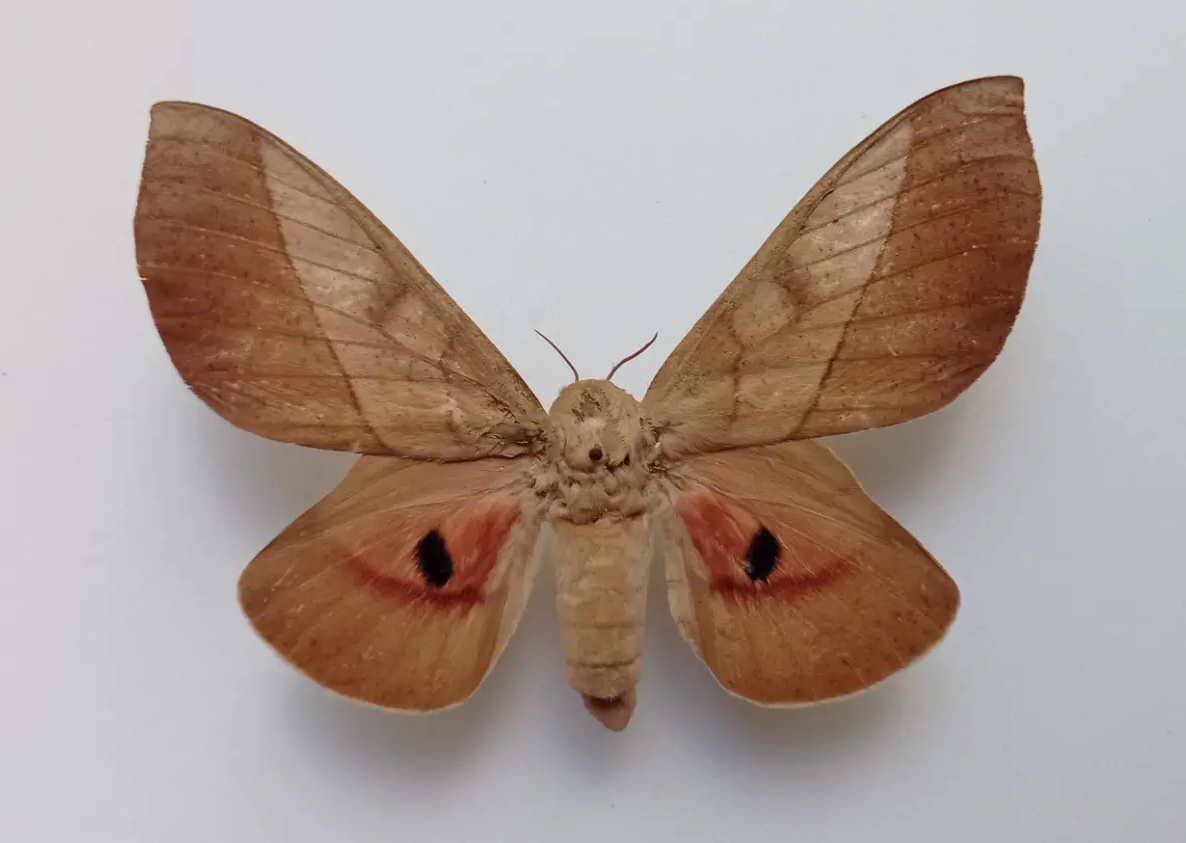 Saturniidae. Syssphinx molina, female, A1-, Ecuador