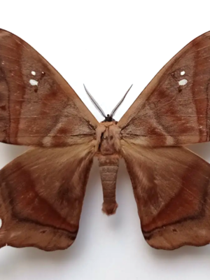 Saturniidae. Titaea tamerlan, male, A-, Ecuador