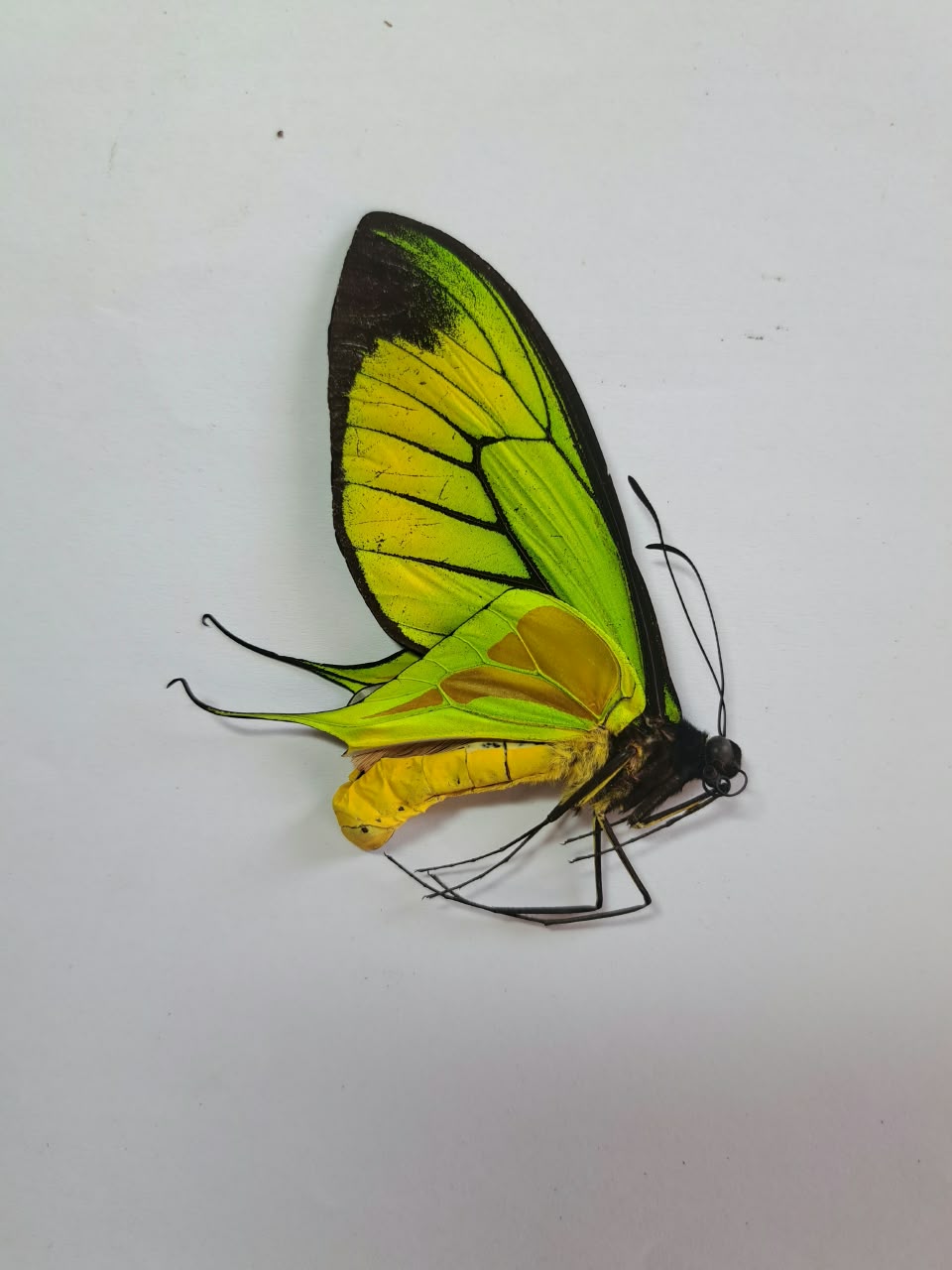 Ornithoptera paradisea