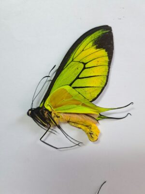 Ornithoptera paradisea