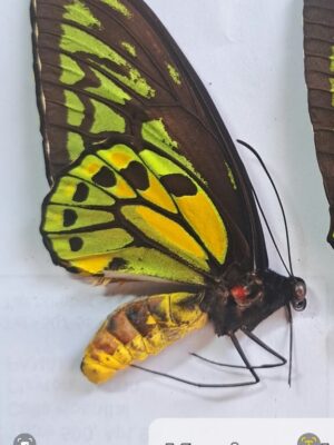 Ornithoptera croesus helios